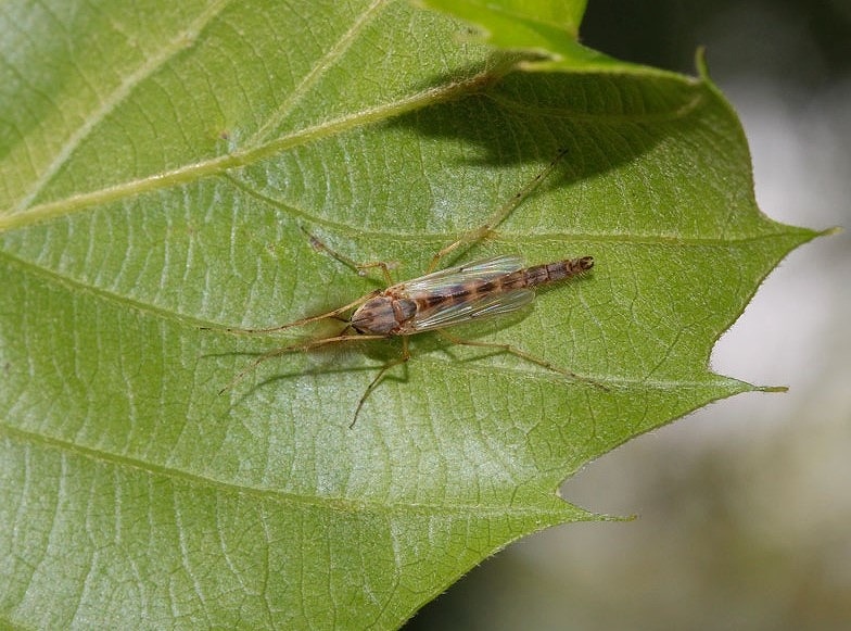 滋賀県 琵琶湖 ユスリカ びわこ虫